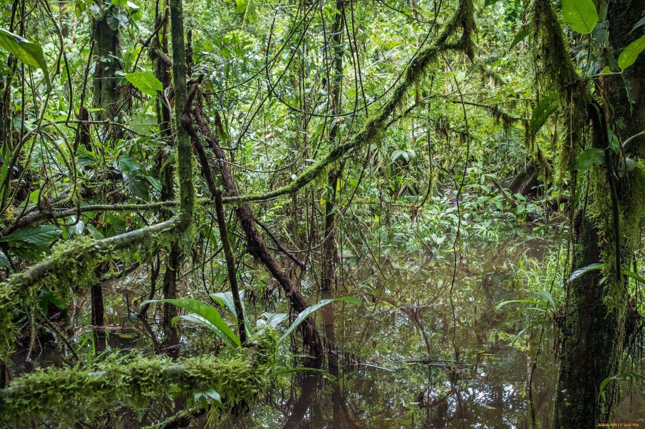 На каком материке расположен дождевой лес сельва. Коста-Рика: дождевой лес. Южная Америка Сельва лианы. Дождевой лес Сельва. Коста Рика тропический лес.
